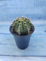 Gymnocalycium Mihanovichii (Гимнокалициум)