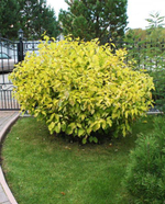 Дерен белый «Ауреа» (Cornus alba «Aurea»)