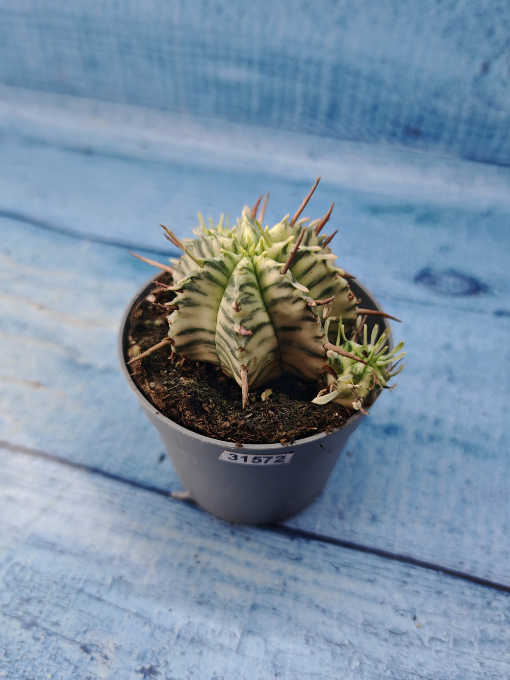 Euphorbia meloformis f. Variegated (Эуфорбия вариегатная)