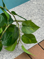 Эпипремнум Ауреум куст 80 см