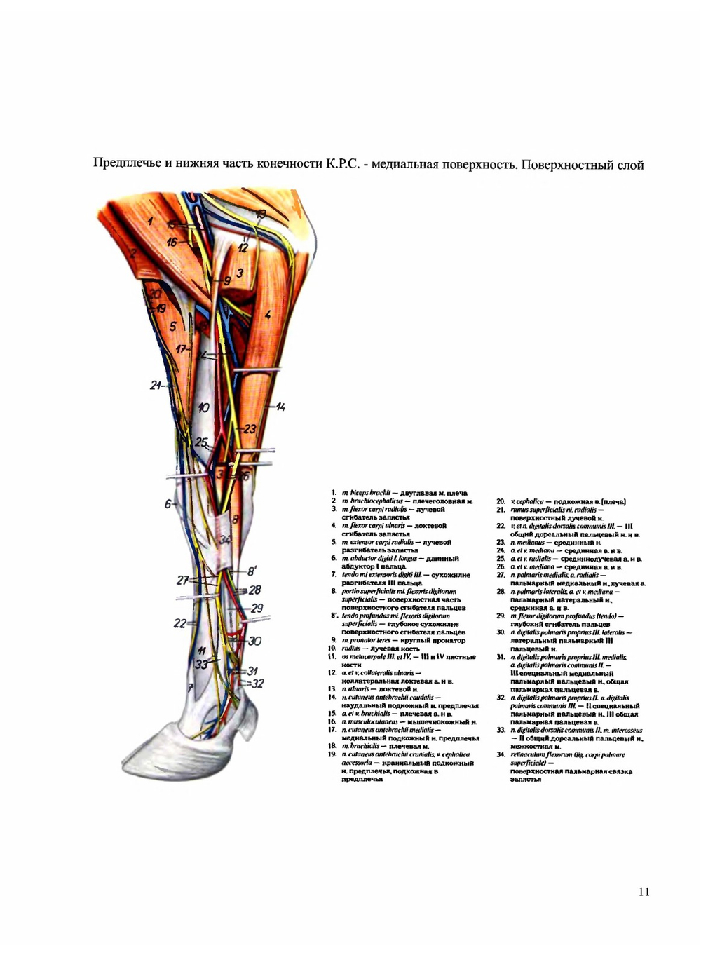 Атлас анатомии домашних животных. Том 3. Конечности | П. Попеско