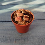 Lithops sp. (Литопсы)