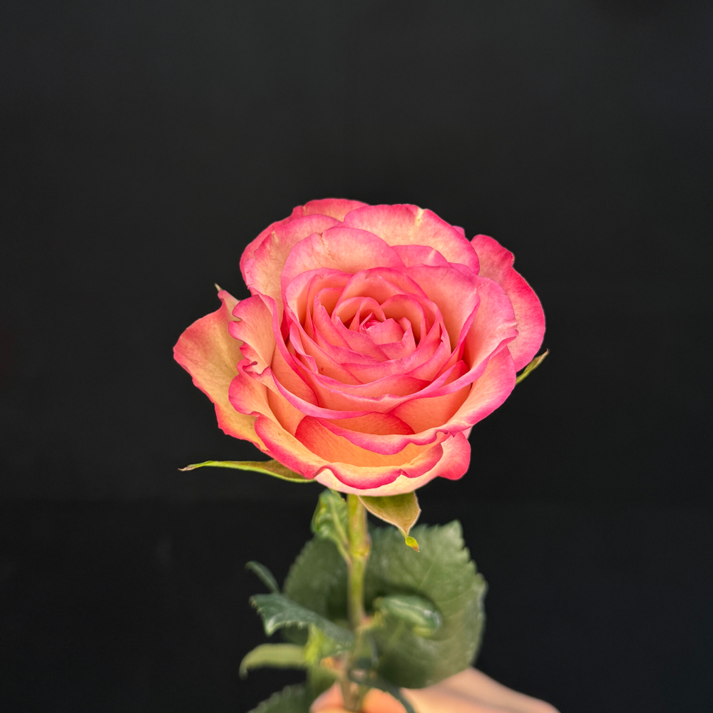 Роза Джумилия 60 см / 1 шт