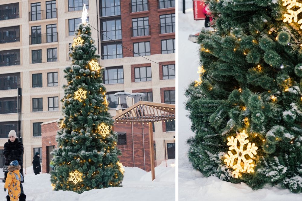 уличная ель уральская каркасная, хвоя леска