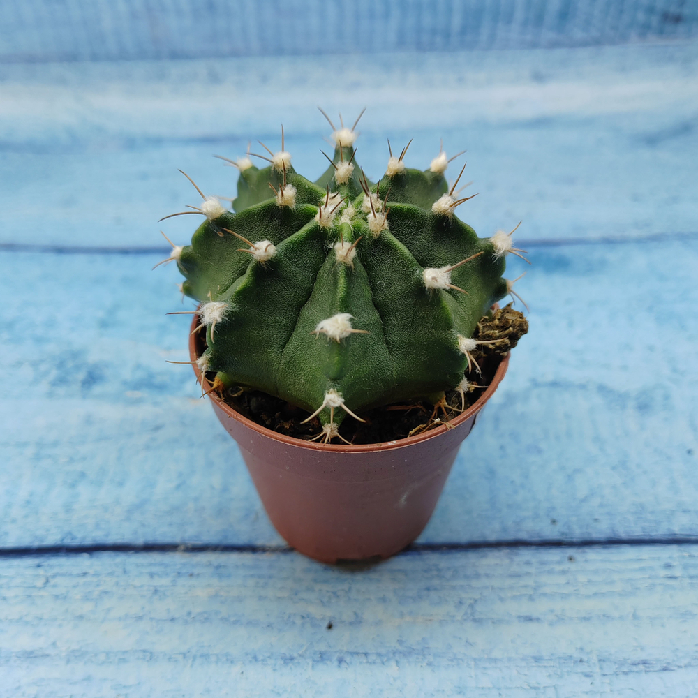 Gymnocalycium Friedrichii (Гимнокалициум)