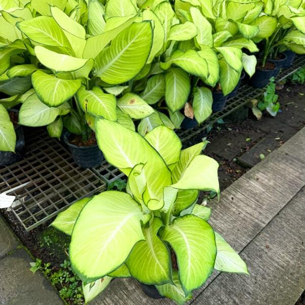 Диффенбахия SANG CHANDRA (2 ствола)