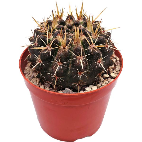 Гимнокалициум Квелли (Gymnocalycium quehlianum)