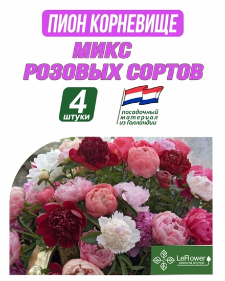 Пион Корневище, Микс розовых сортов, 4шт