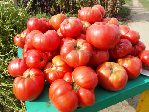 Легендарная Сызранская Розовая Ранняя Помидора