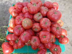 Легендарная Сызранская Розовая Ранняя Помидора