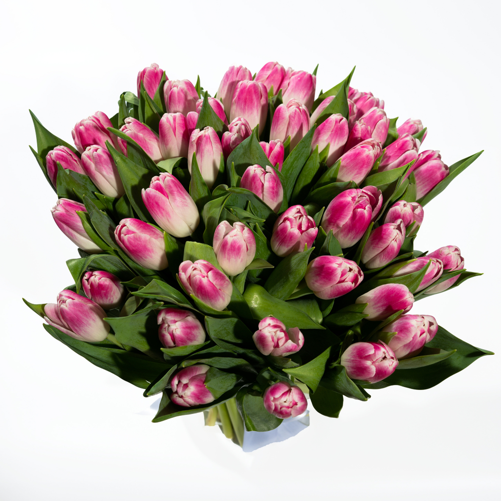 Букет 51 розовый тюльпан