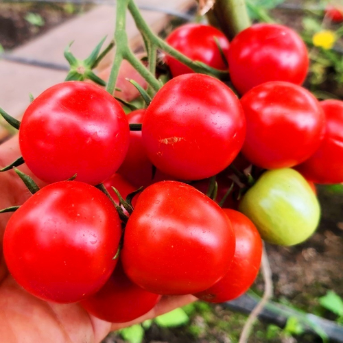 Помидоры Сказка Сказок