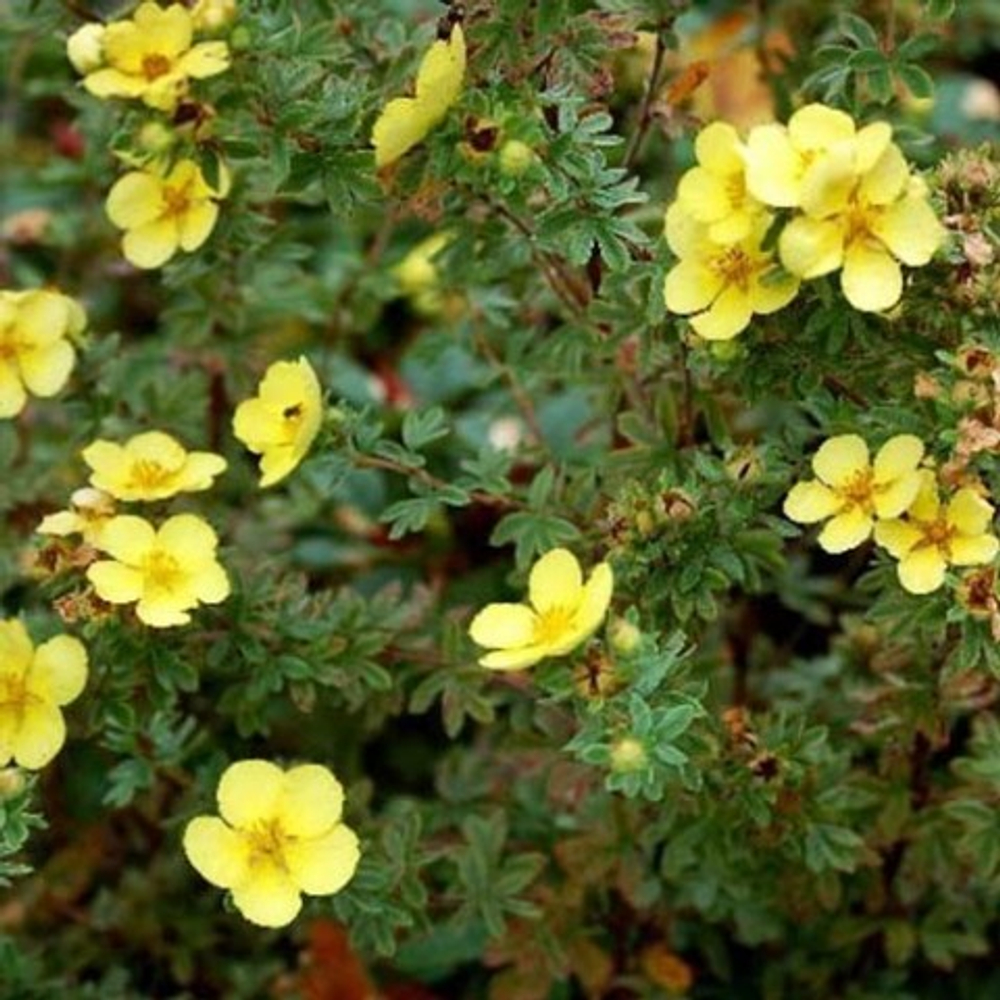 Лапчатка кустарниковая Элизабет С5 30-40