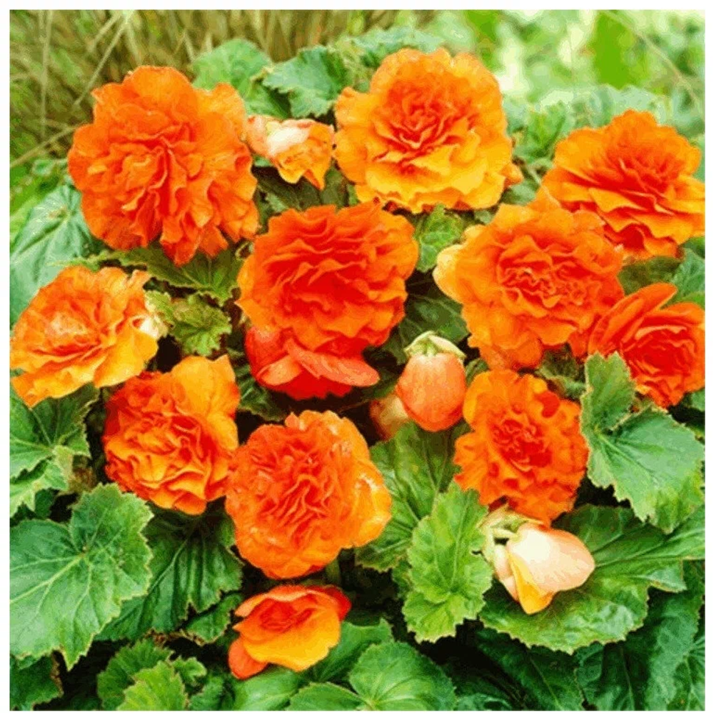 Бегония Мультифлора Максима Оранжевая