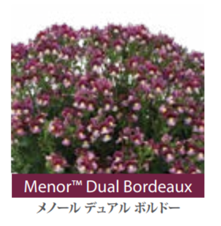 ЕВРО Немезия Menor Dual Bordeaux укор черенок декабрь