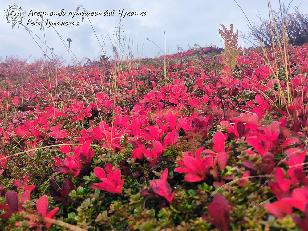 Горы, тундра, море - "три Чукотки" в одном маршруте (заброска вертолётом МИ-8)