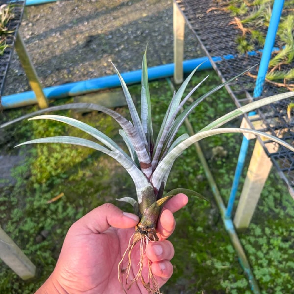 Тилландсия hildae