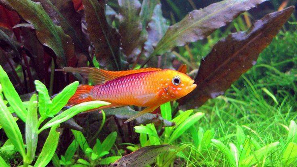 Апистограмма Агассица Огненно красная