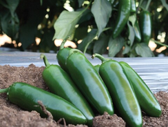 КАНАРИО РЕАЛ F1 семена перца острого (Clause | Alexagro)