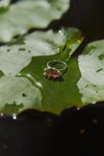 Кольцо Нимфеус