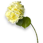 Гортензия белая премиум