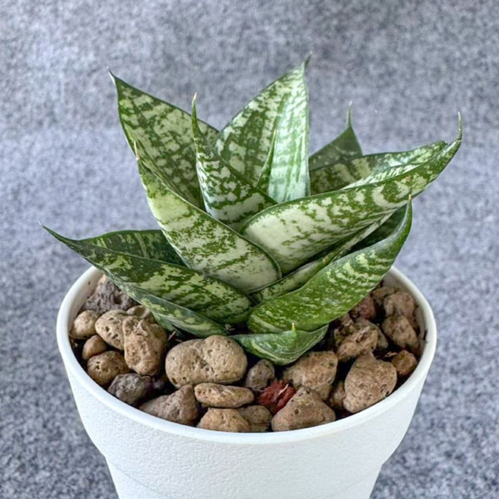 Сансевиерия EHRENDEL