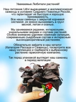 Живучка Атропарпурея аюга почвопокровная