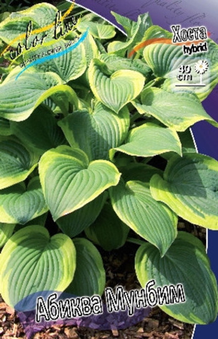 Hosta Abiqua Moonbeam 1шт.