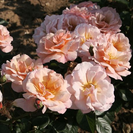 Сцентед Виспер (Scented Whisper)