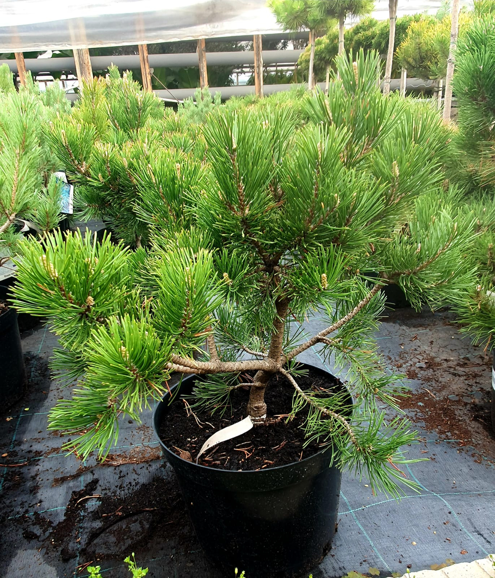 Сосна mugo ophir Gnom