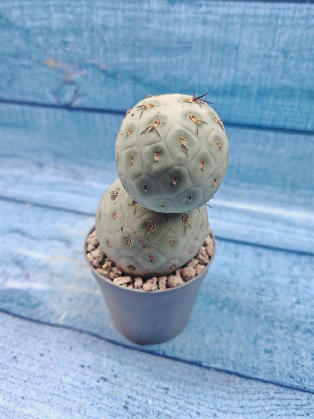 Tephrocactus Geometricus (Тефрокактус)