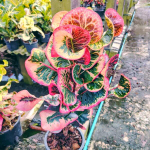 Кротон CHOK DEE