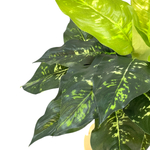 Диффенбахия куст 45 см