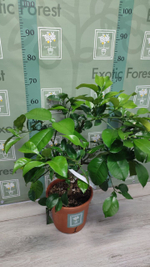 C. grandis × C. paradisi