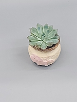 Суккулент в керамике
