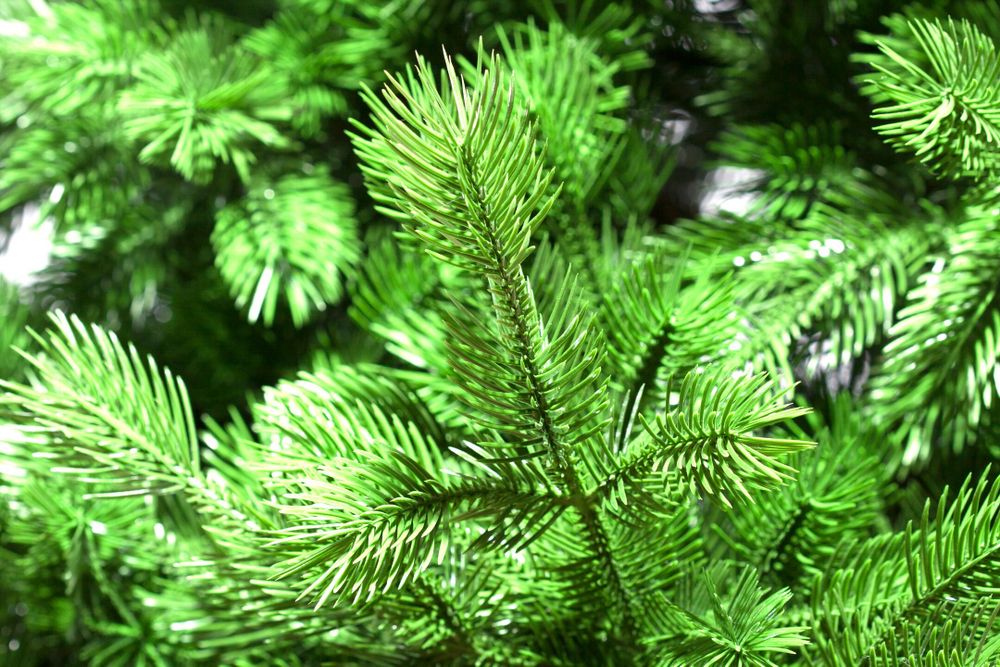 Ель искусственная «Юнона» (Литая хвоя) от 1,8 м до 2,7 м