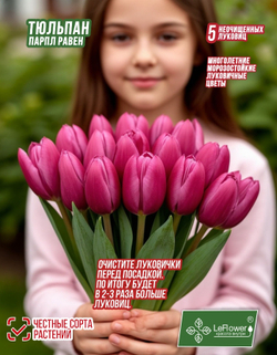 Тюльпан Луковица, Пурпл Равен, 5+ шт