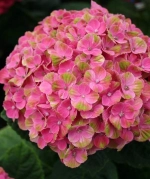 Magical Coral (Меджикал Корал ) С3 Европа