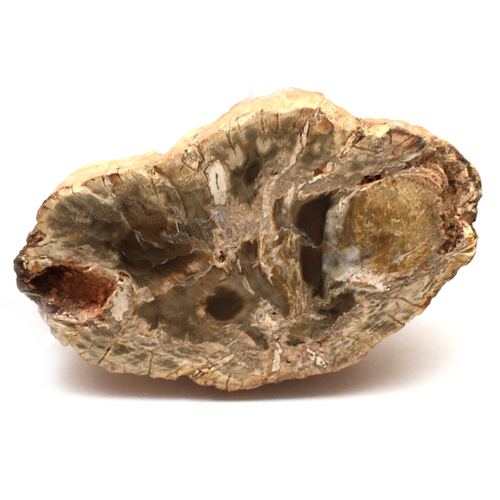 Окаменелое дерево 64х37 мм, срез