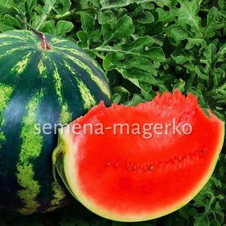 Арбуз Холодок 10 (грамм)