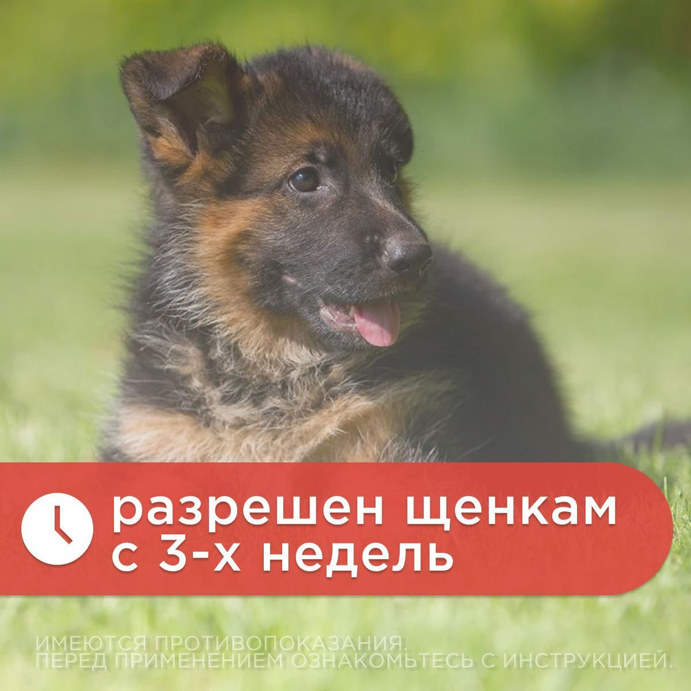 Сироп от гельминтов, профилактика дирофиляриоза для собак более 10кг Гельминтал (Neoterica), 10мл. Празиквантел/Моксидектин