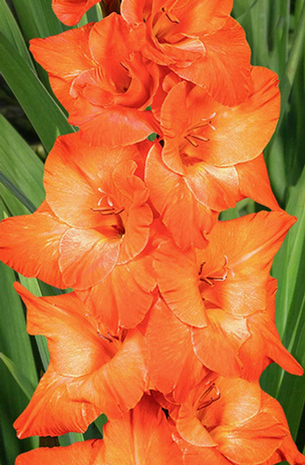 Гладиолус крупноцветковый Лайв Оак луковица март 2026