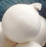 Сьерра Бланка F1 семена лука репчатого (Seminis / Семинис)