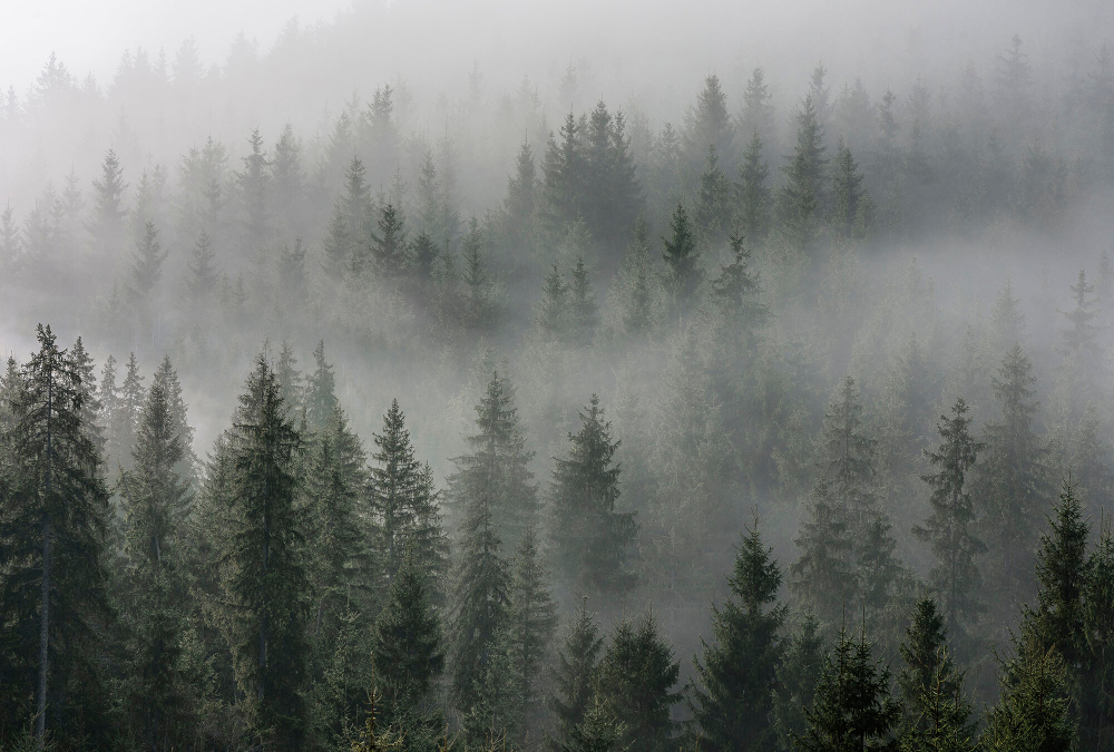 Коллекция Лес