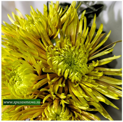 Хризантема одноголовая Сафина /о.86 /поставка весна 2026г/