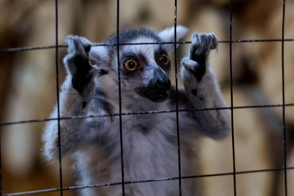 Праздник в стиле Гжель