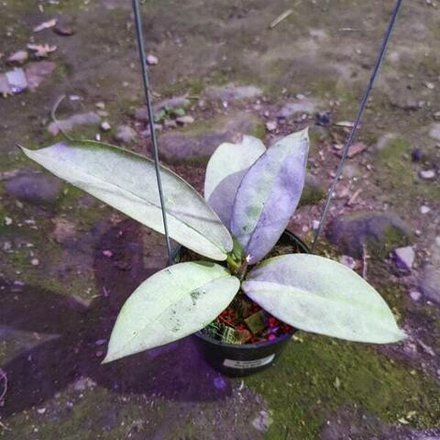 Хойя MITRATA PEARL GOLD