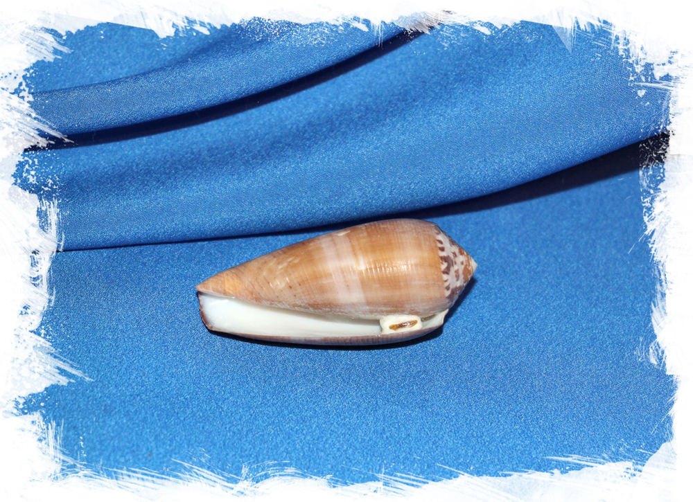 Конус бразиери, Conus brazieri купить