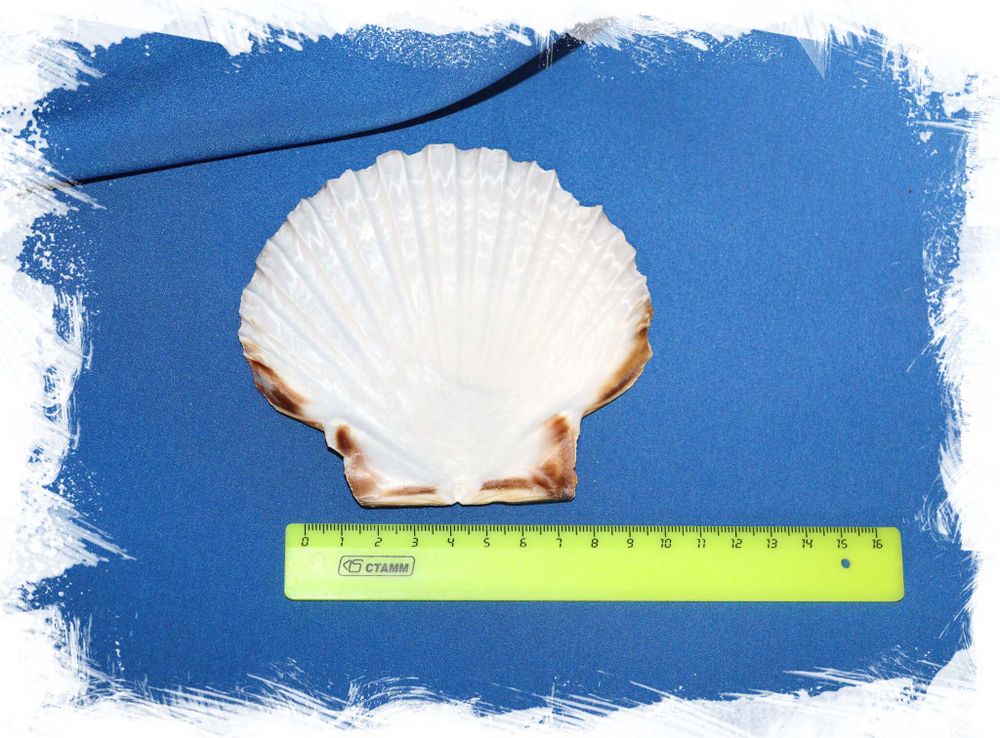 apanese baking scallop, Японский гребешок размер