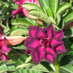 Адениум обесум PURPLE PLUM